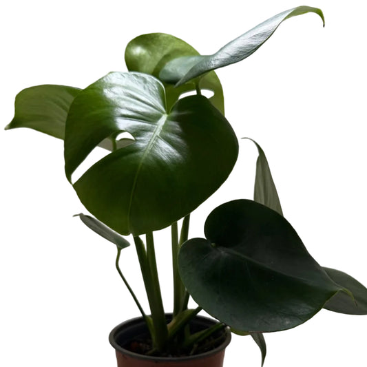 Monstera deliciosa – Tropical Indoor Plant 100mm Succulents World