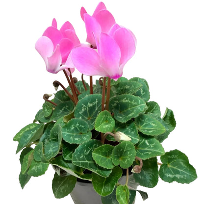 Cyclamen light pink – Delicate Pastel Blooms | Elegant Winter Flowering Plant Succulents World