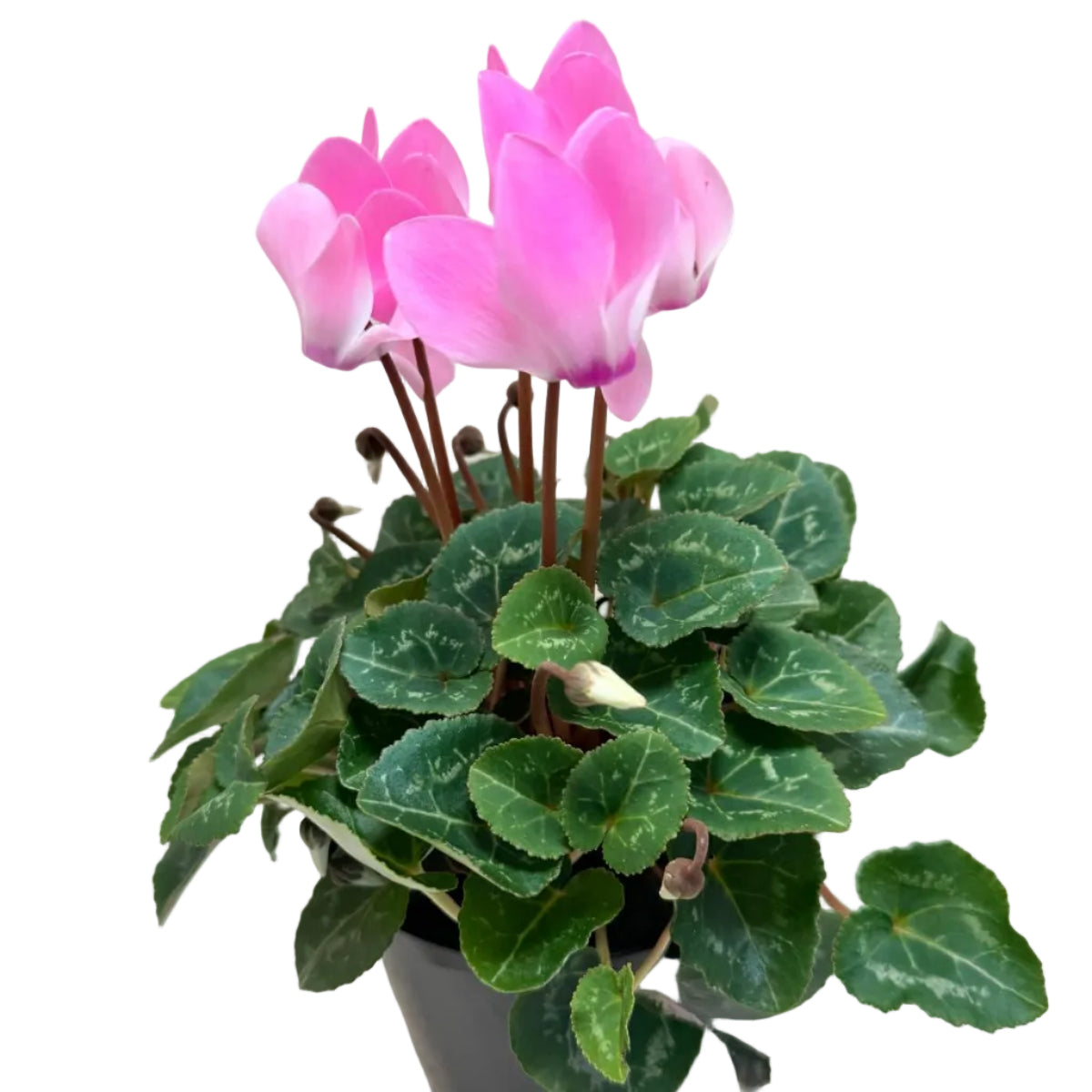 Cyclamen light pink – Delicate Pastel Blooms | Elegant Winter Flowering Plant Succulents World