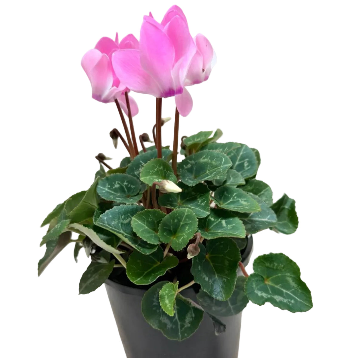 Cyclamen light pink – Delicate Pastel Blooms | Elegant Winter Flowering Plant Succulents World