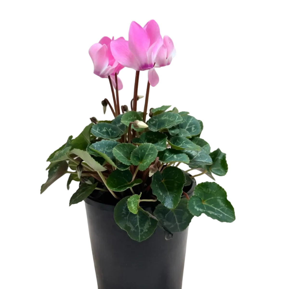 Cyclamen light pink – Delicate Pastel Blooms | Elegant Winter Flowering Plant Succulents World