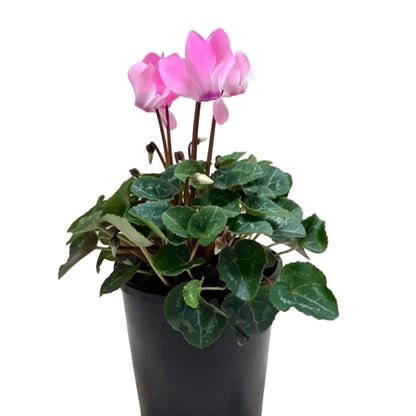 Cyclamen light pink – Delicate Pastel Blooms | Elegant Winter Flowering Plant Succulents World