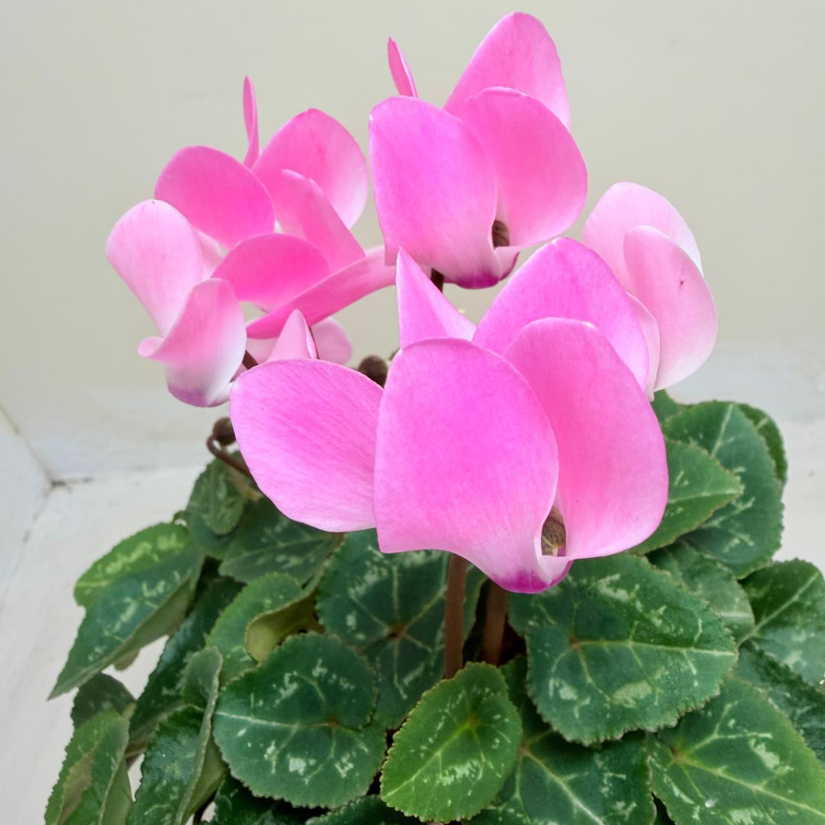 Cyclamen light pink – Delicate Pastel Blooms | Elegant Winter Flowering Plant Succulents World