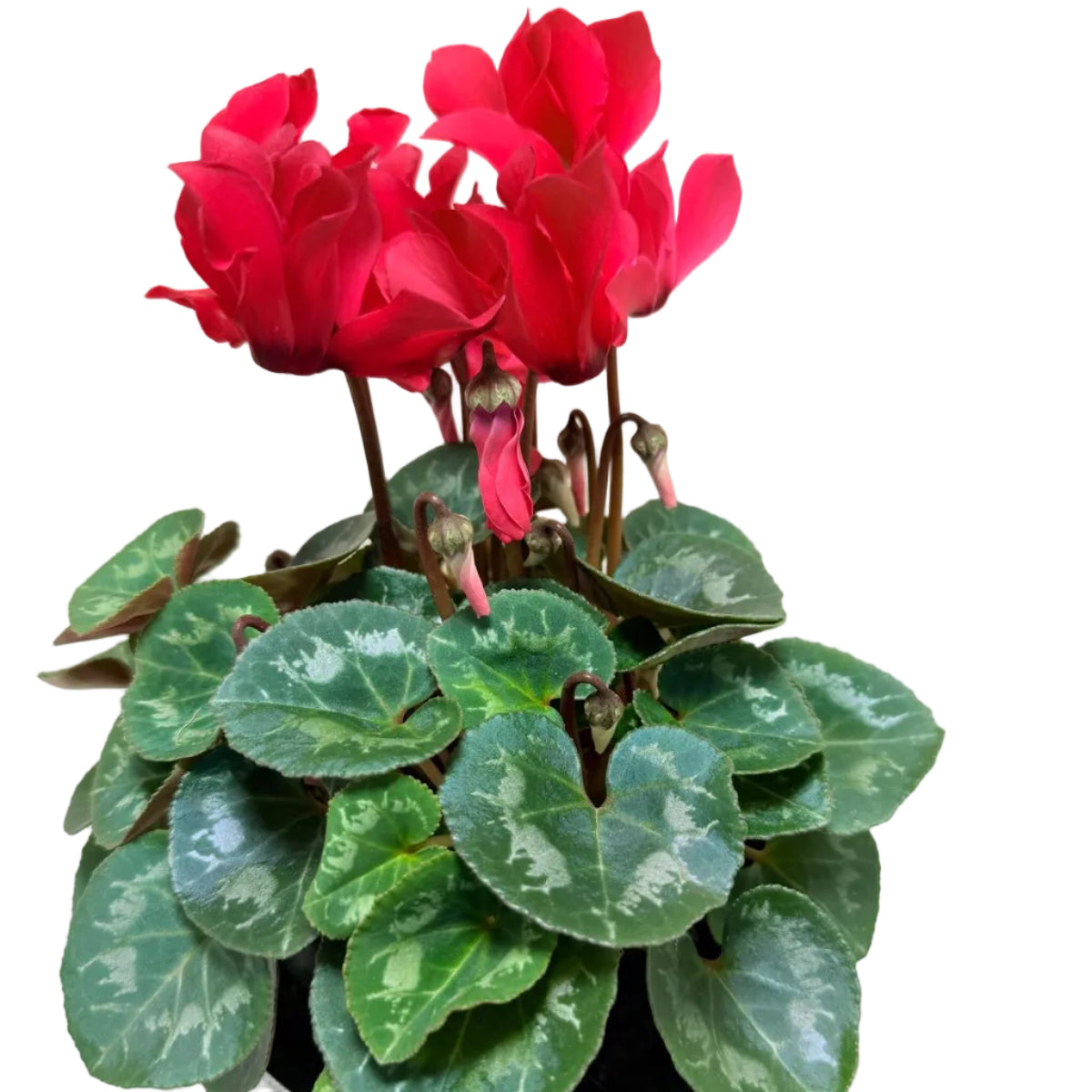 Cyclamen light Red – Warm Red Blooms | Stunning Cool-Season Flowering Plant Succulents World