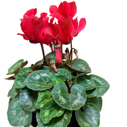 Cyclamen light Red – Warm Red Blooms | Stunning Cool-Season Flowering Plant Succulents World