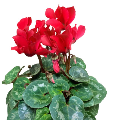 Cyclamen light Red – Warm Red Blooms | Stunning Cool-Season Flowering Plant Succulents World