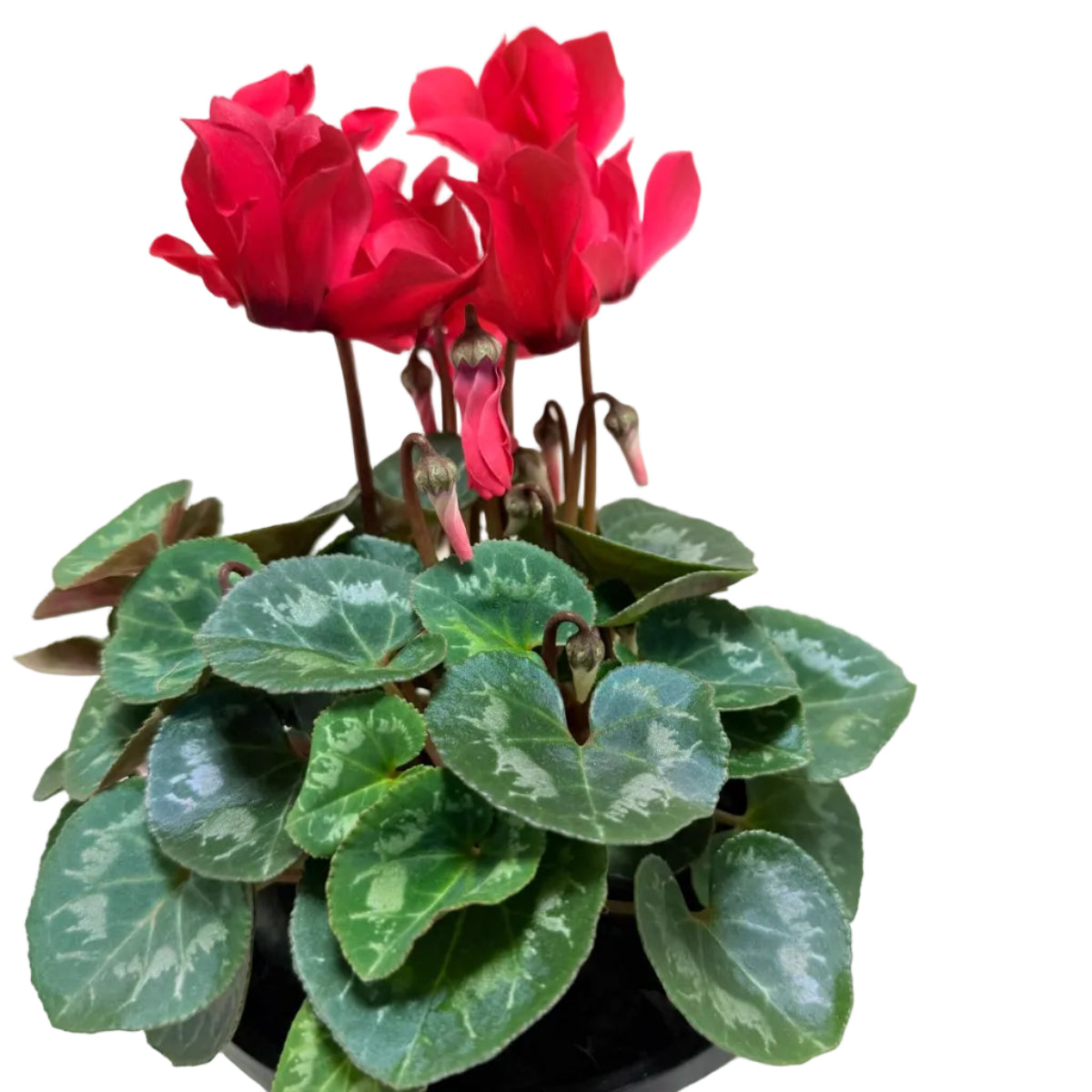 Cyclamen light Red – Warm Red Blooms | Stunning Cool-Season Flowering Plant Succulents World