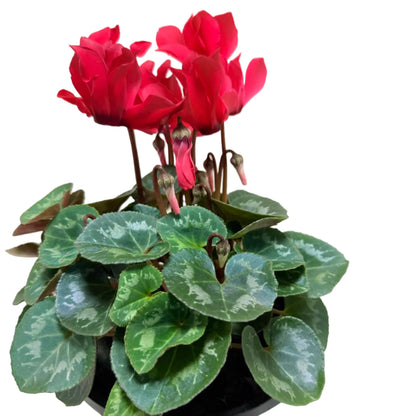 Cyclamen light Red – Warm Red Blooms | Stunning Cool-Season Flowering Plant Succulents World