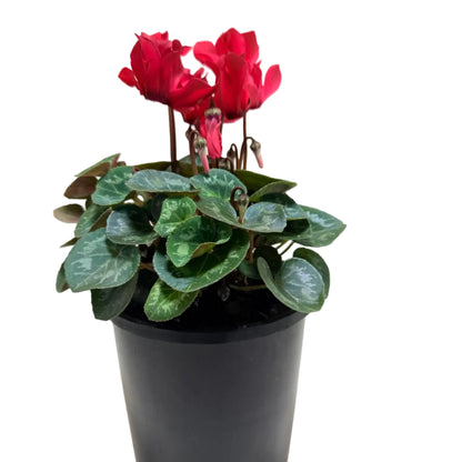 Cyclamen light Red – Warm Red Blooms | Stunning Cool-Season Flowering Plant Succulents World