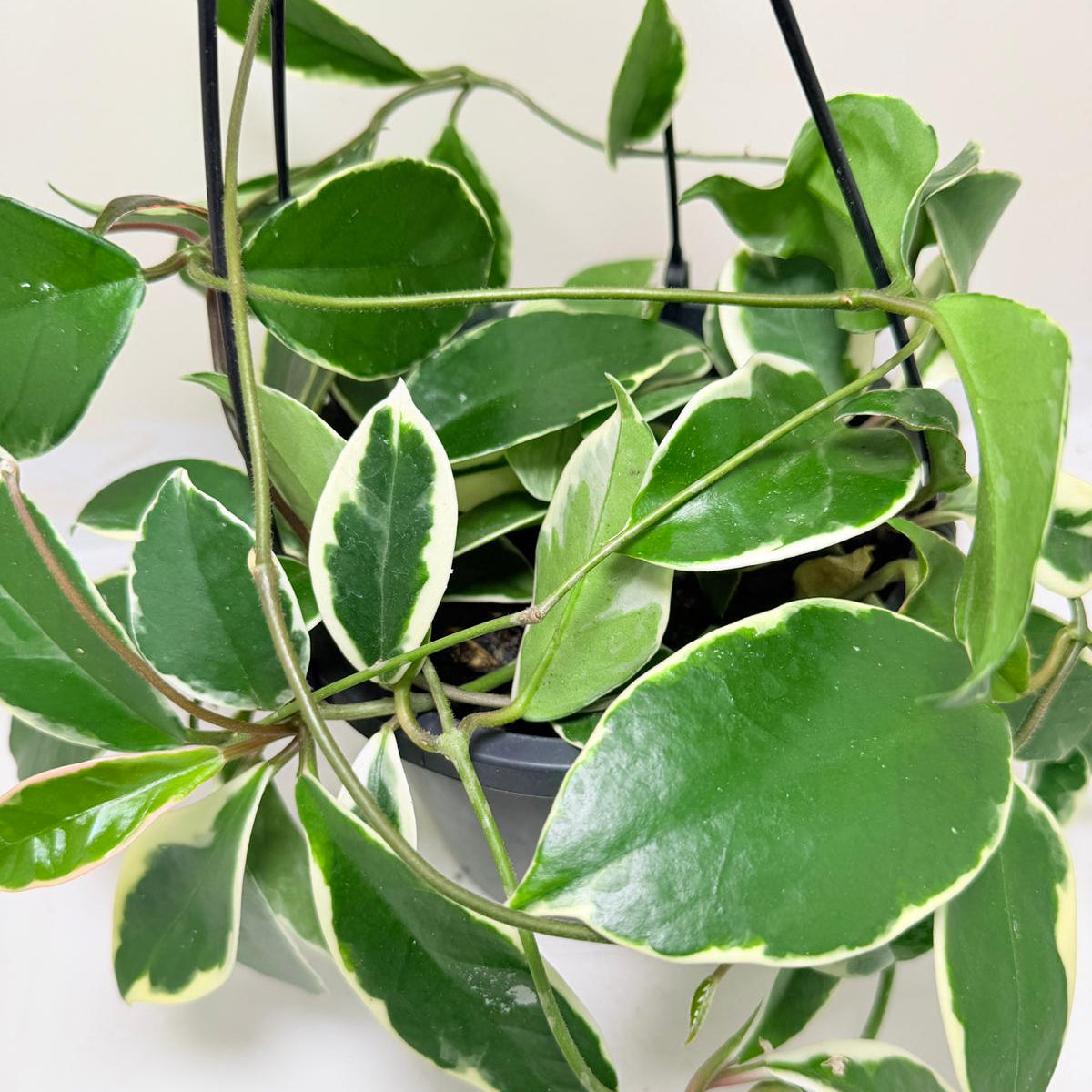 Hoya Purple Pride – Exotic Flowering Hoya | Tropical Trailing Plant Succulents World