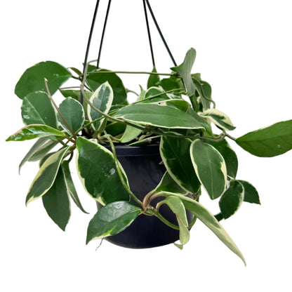 Hoya Purple Pride – Exotic Flowering Hoya | Tropical Trailing Plant Succulents World