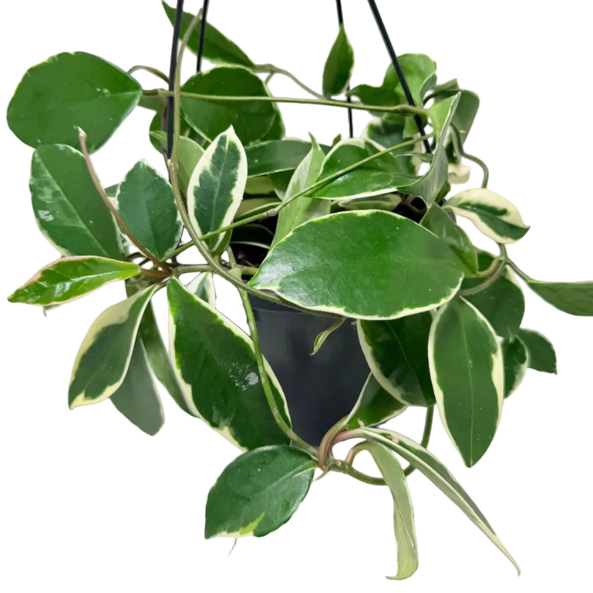 Hoya Purple Pride – Exotic Flowering Hoya | Tropical Trailing Plant Succulents World