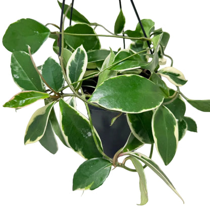 Hoya Purple Pride – Exotic Flowering Hoya | Tropical Trailing Plant Succulents World