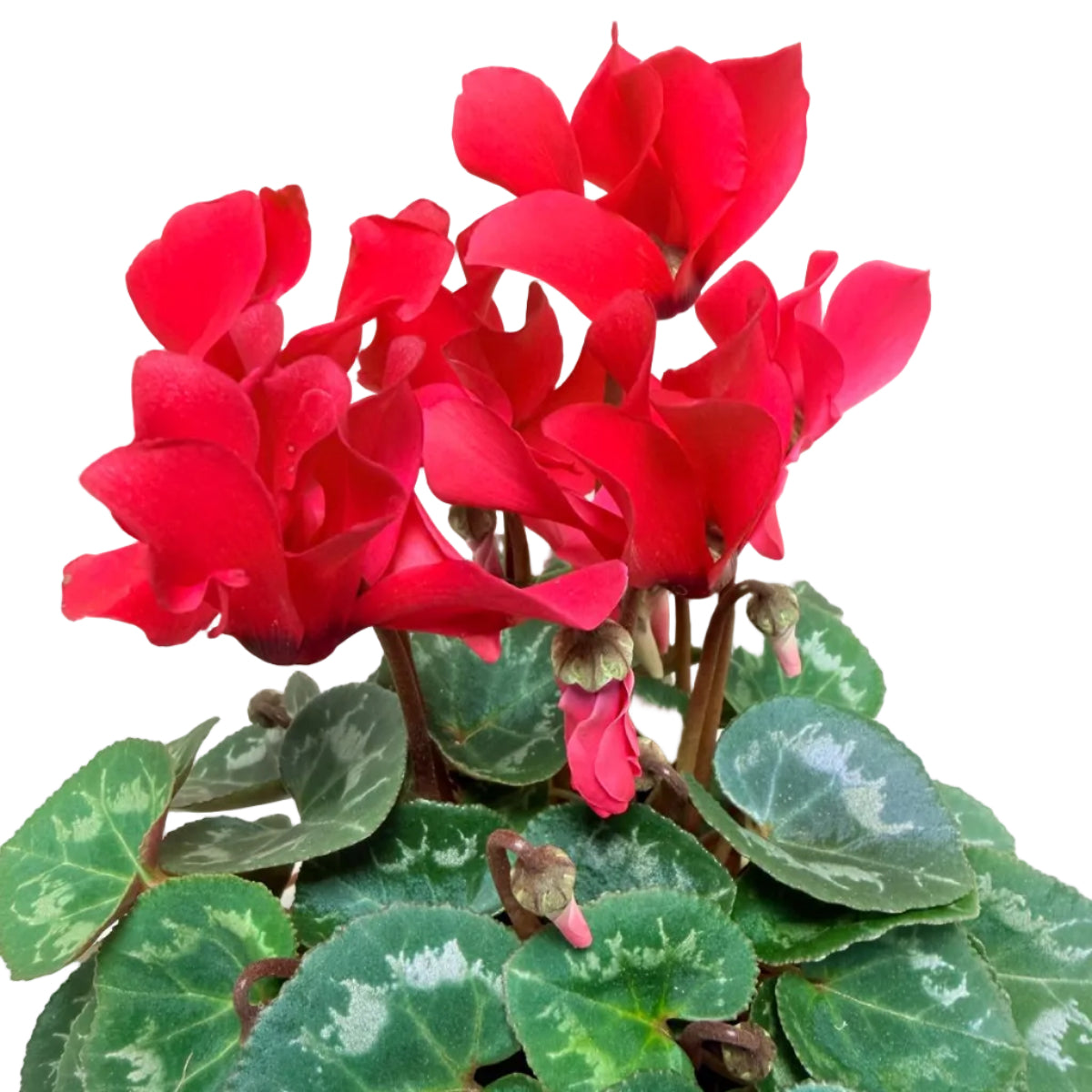 Cyclamen light Red – Warm Red Blooms | Stunning Cool-Season Flowering Plant Succulents World