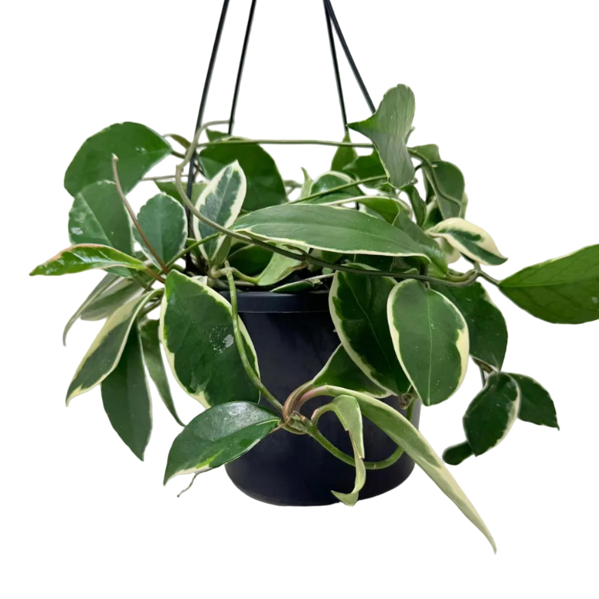 Hoya Purple Pride – Exotic Flowering Hoya | Tropical Trailing Plant Succulents World