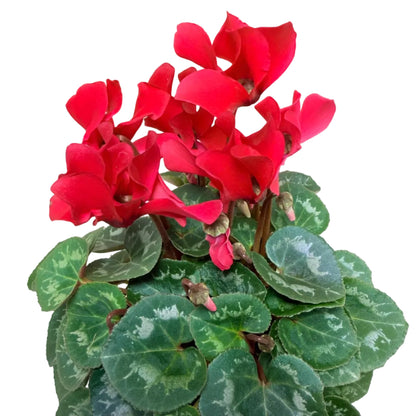 Cyclamen light Red – Warm Red Blooms | Stunning Cool-Season Flowering Plant Succulents World