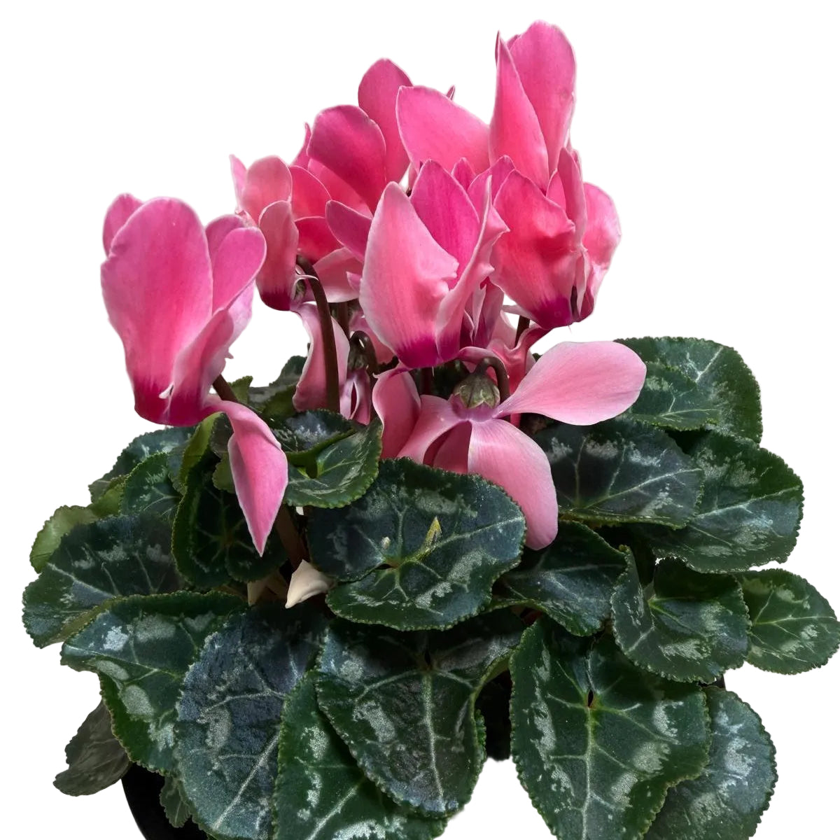 Cyclamen Pink – Beautiful Pink Blooms | Colourful Winter Flowering Plant Succulents World