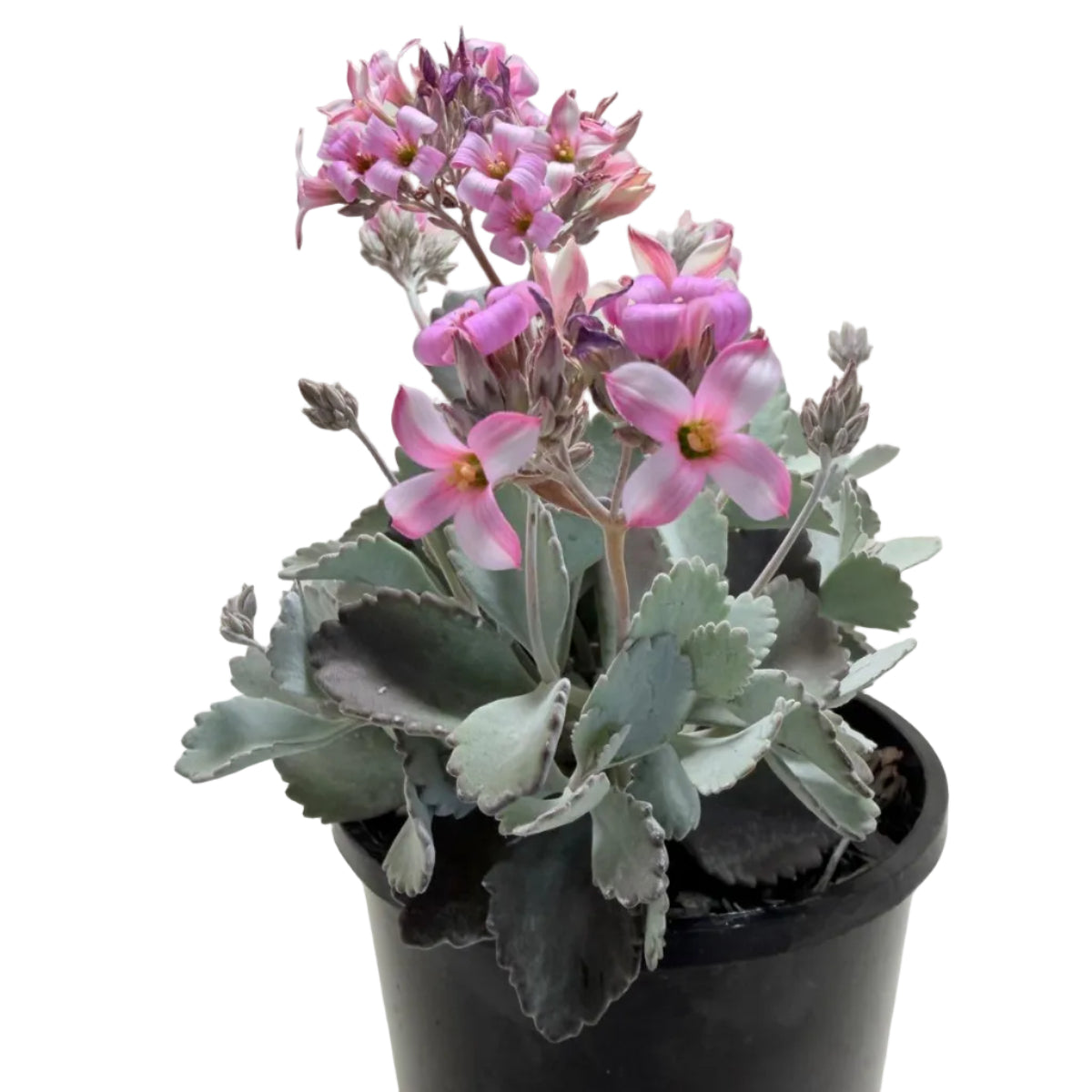Kalanchoe Pumila Quick Silver – Silver Foliage Succulent | Cascading Garden Plant Succulents World
