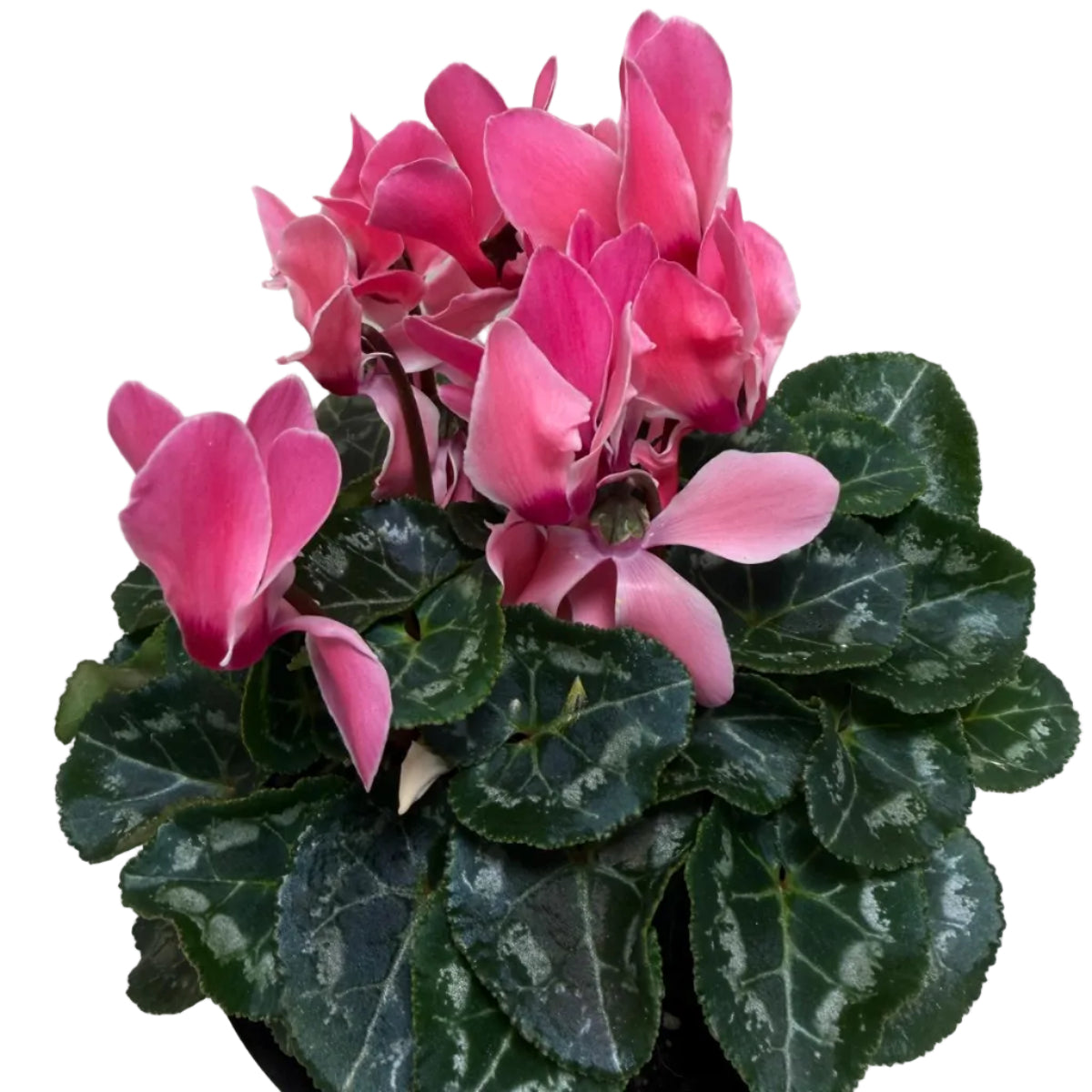 Cyclamen Pink – Beautiful Pink Blooms | Colourful Winter Flowering Plant Succulents World