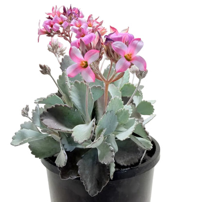 Kalanchoe Pumila Quick Silver – Silver Foliage Succulent | Cascading Garden Plant Succulents World