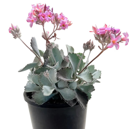 Kalanchoe Pumila Quick Silver – Silver Foliage Succulent | Cascading Garden Plant Succulents World