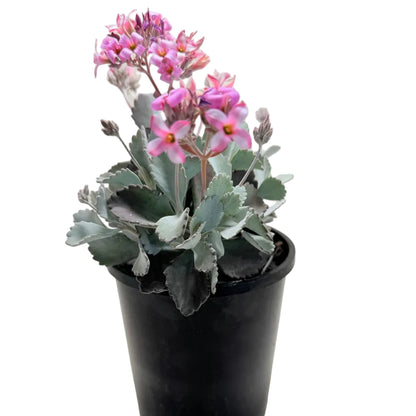 Kalanchoe Pumila Quick Silver – Silver Foliage Succulent | Cascading Garden Plant Succulents World