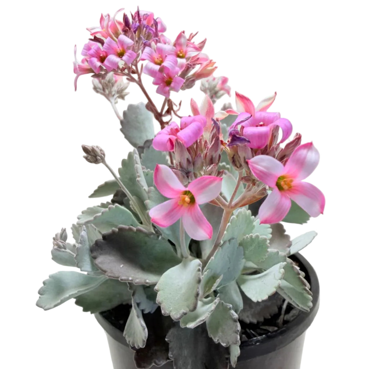 Kalanchoe Pumila Quick Silver – Silver Foliage Succulent | Cascading Garden Plant Succulents World