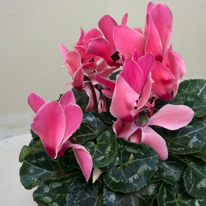 Cyclamen Pink – Beautiful Pink Blooms | Colourful Winter Flowering Plant Succulents World