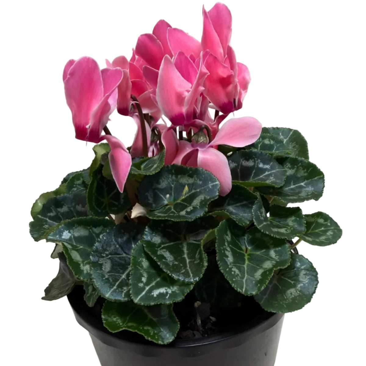 Cyclamen Pink – Beautiful Pink Blooms | Colourful Winter Flowering Plant Succulents World