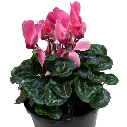 Cyclamen Pink – Beautiful Pink Blooms | Colourful Winter Flowering Plant Succulents World