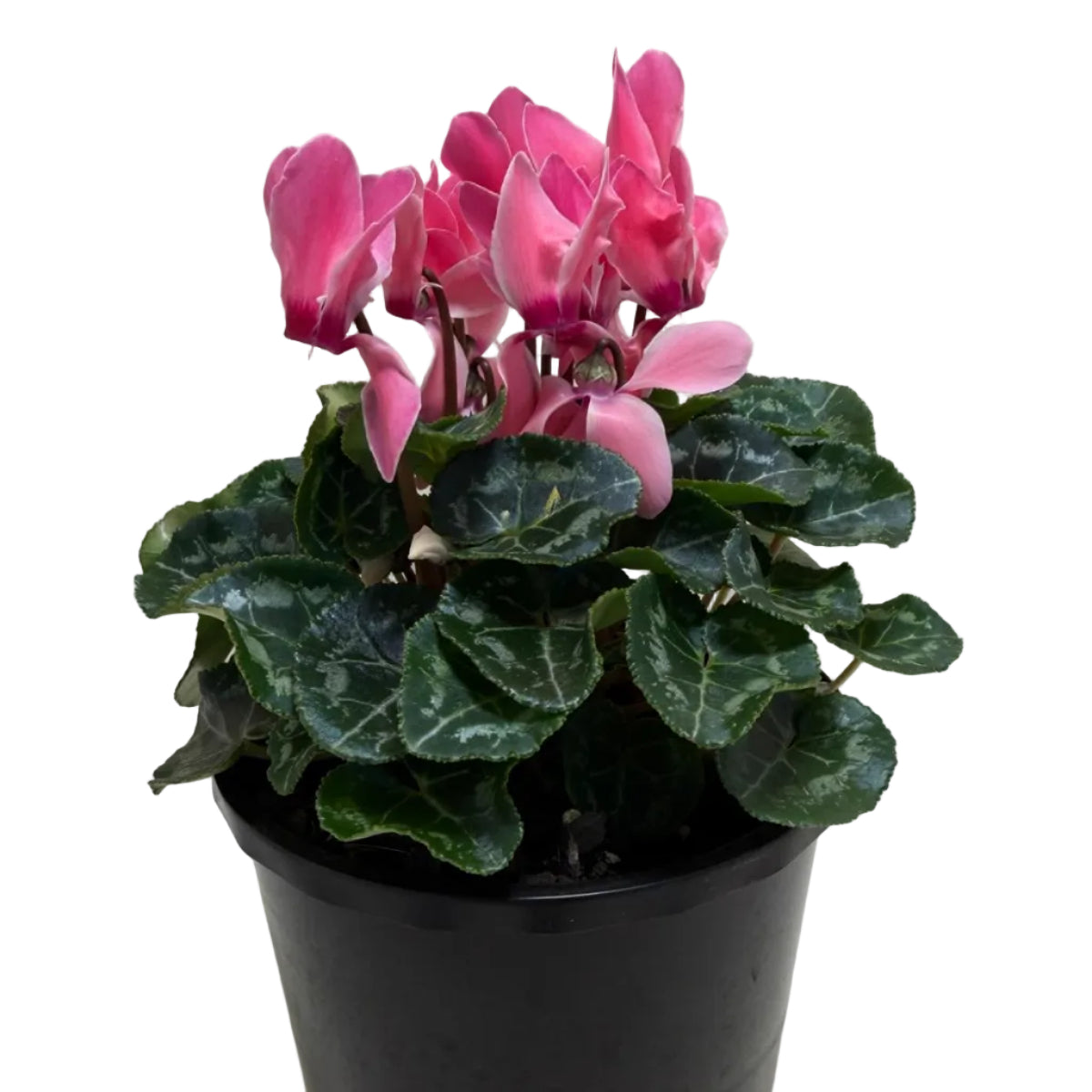 Cyclamen Pink – Beautiful Pink Blooms | Colourful Winter Flowering Plant Succulents World