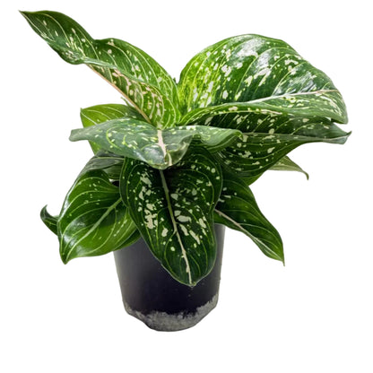 Aglaonema Tom's Pride Variegated – Rare Variegated Foliage | Tropical Indoor Plant Succulents World