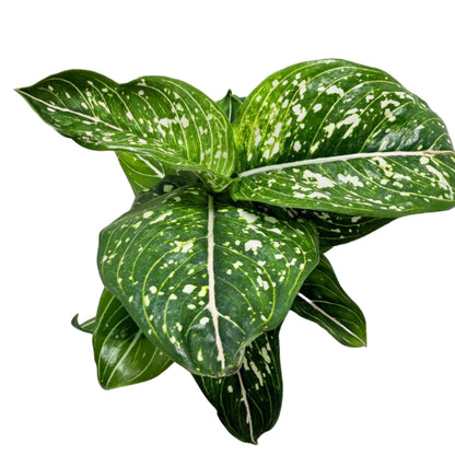 Aglaonema Tom's Pride Variegated – Rare Variegated Foliage | Tropical Indoor Plant Succulents World