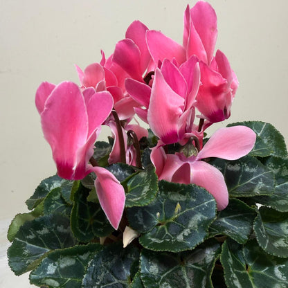 Cyclamen Pink – Beautiful Pink Blooms | Colourful Winter Flowering Plant Succulents World