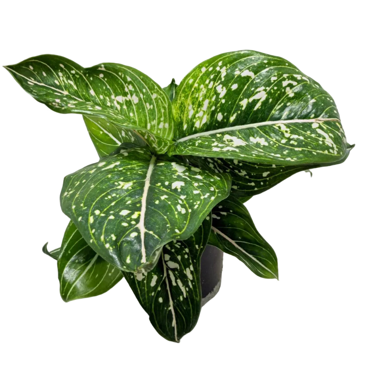 Aglaonema Tom's Pride Variegated – Rare Variegated Foliage | Tropical Indoor Plant Succulents World