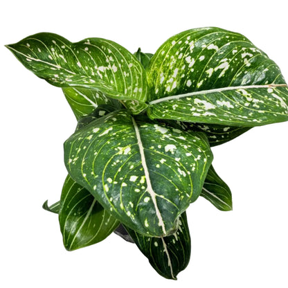 Aglaonema Tom's Pride Variegated – Rare Variegated Foliage | Tropical Indoor Plant Succulents World