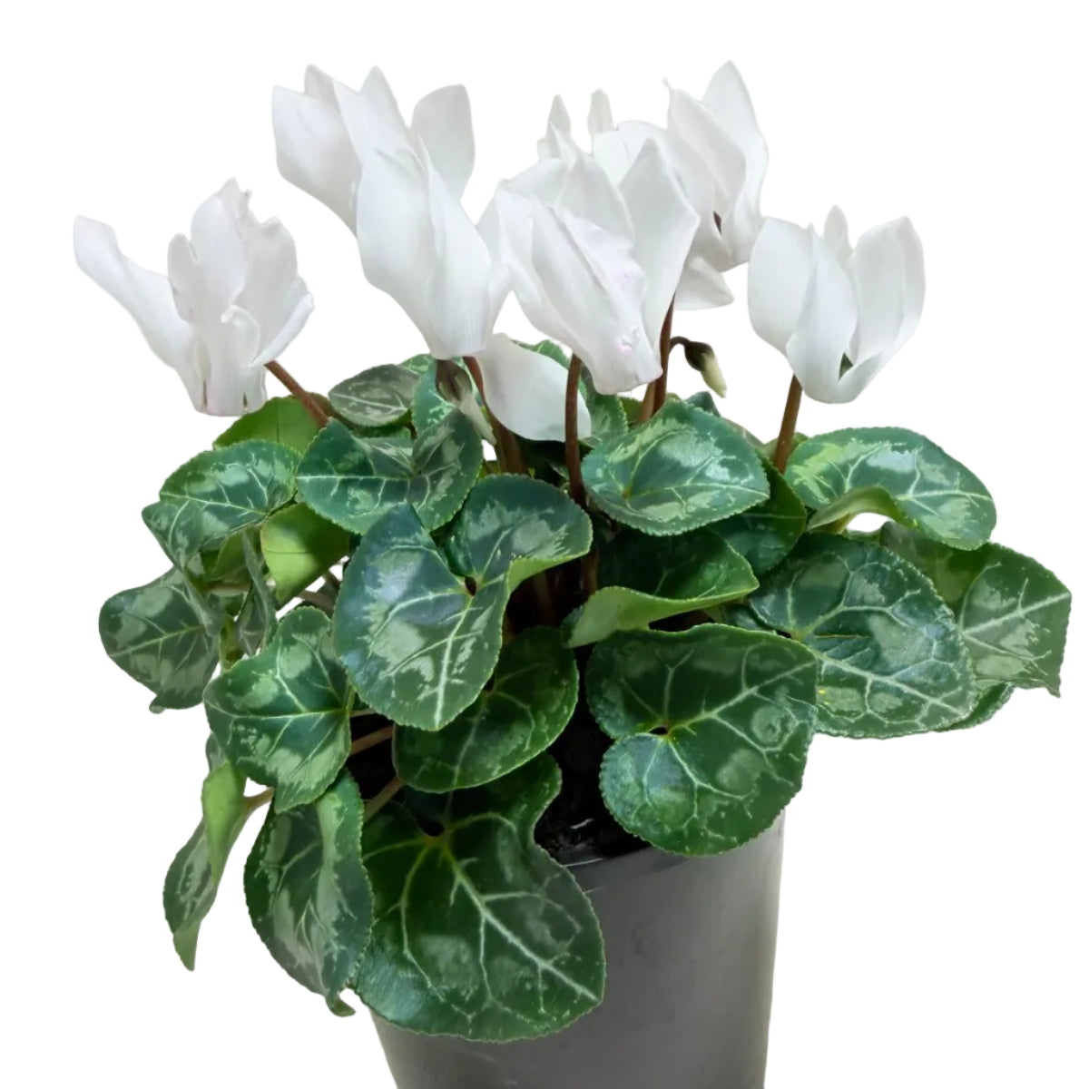 Cyclamen white – Elegant White Blooms | Winter Flowering Plant Succulents World