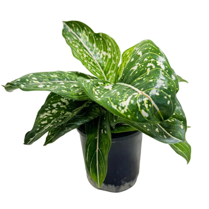 Aglaonema Tom's Pride Variegated – Rare Variegated Foliage | Tropical Indoor Plant Succulents World