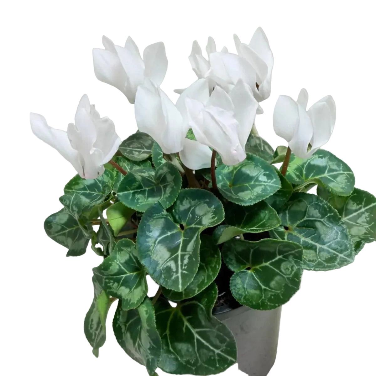 Cyclamen white – Elegant White Blooms | Winter Flowering Plant Succulents World