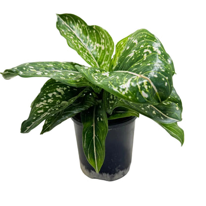 Aglaonema Tom's Pride Variegated – Rare Variegated Foliage | Tropical Indoor Plant Succulents World