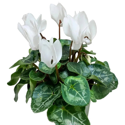Cyclamen white – Elegant White Blooms | Winter Flowering Plant Succulents World