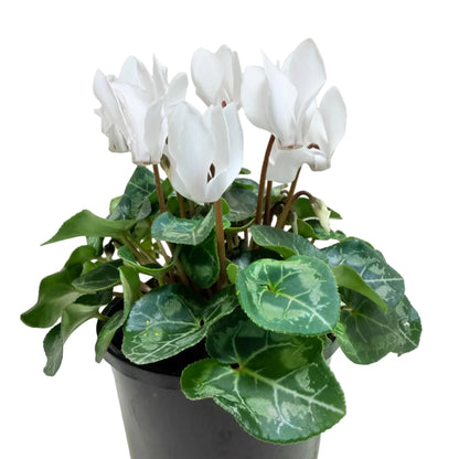 Cyclamen white – Elegant White Blooms | Winter Flowering Plant Succulents World