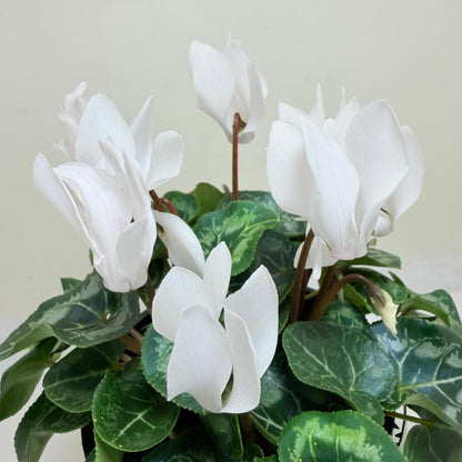 Cyclamen white – Elegant White Blooms | Winter Flowering Plant Succulents World
