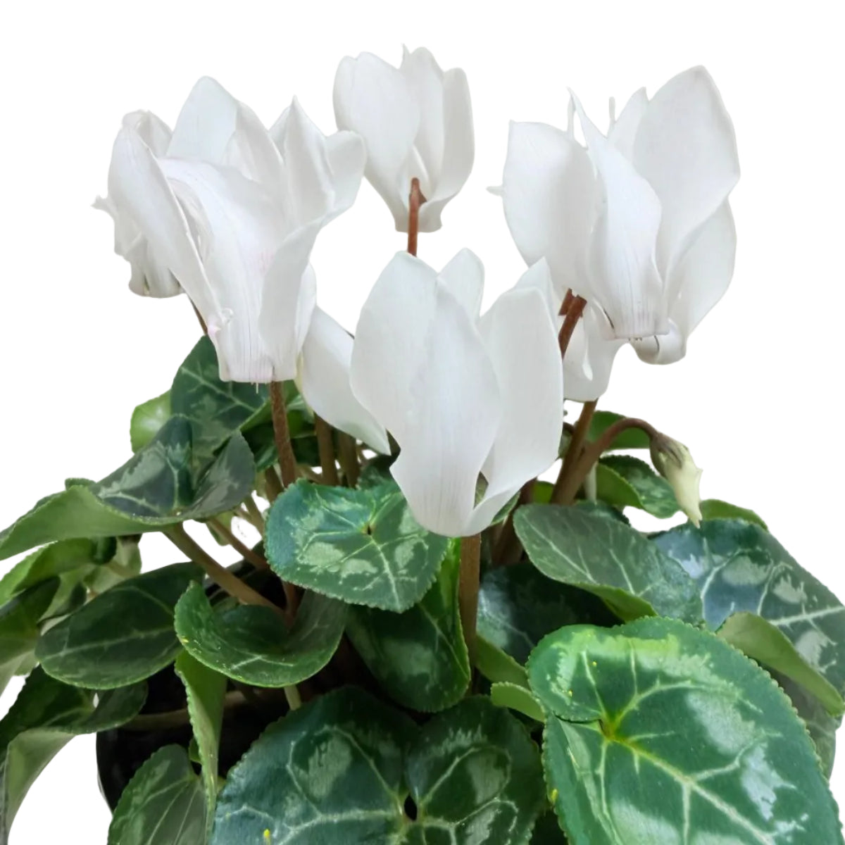 Cyclamen white – Elegant White Blooms | Winter Flowering Plant Succulents World
