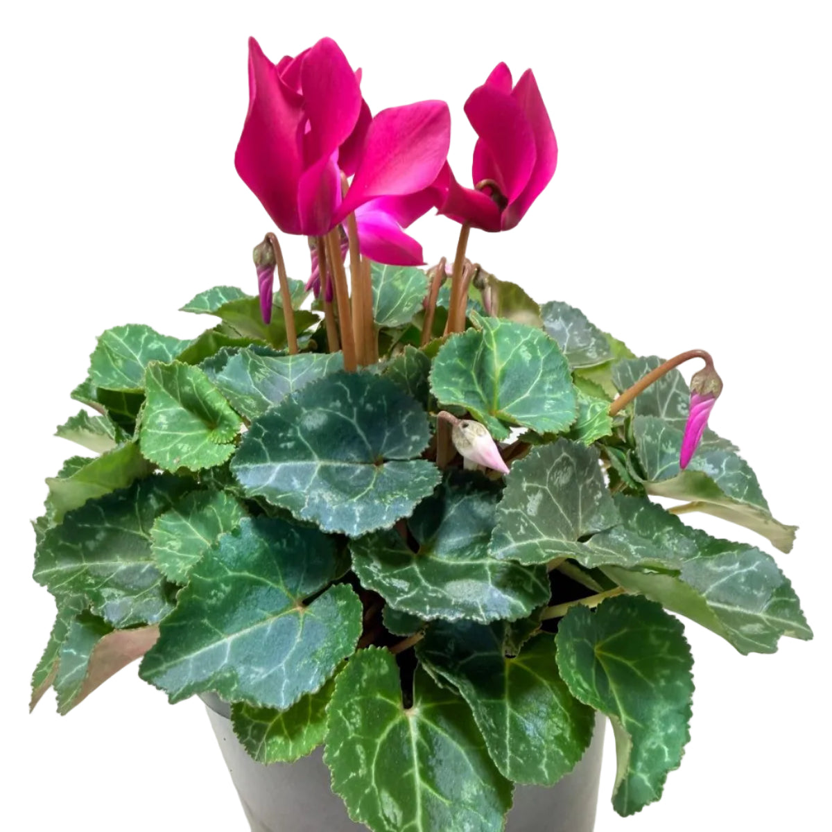 Cyclamen Purple | Purple Flowering Plant Australia Succulents World