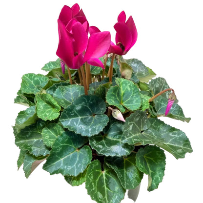 Cyclamen Purple | Purple Flowering Plant Australia Succulents World