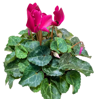 Cyclamen Purple | Purple Flowering Plant Australia Succulents World