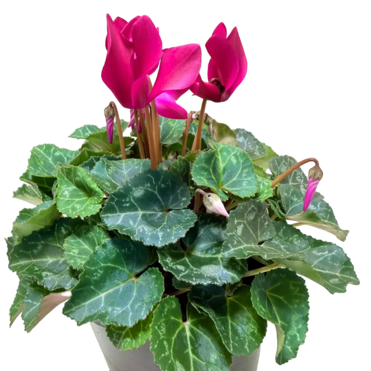 Cyclamen Purple | Purple Flowering Plant Australia Succulents World