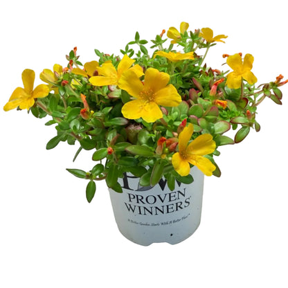 Portulaca Mojave Yellow | Yellow Flowering Succulent Australia Succulents World