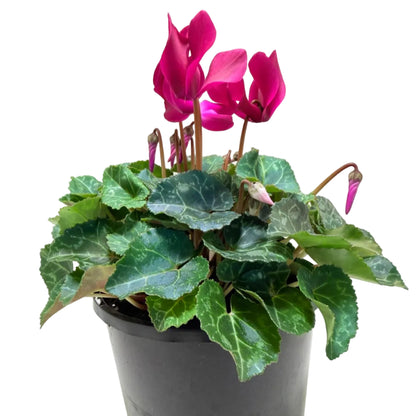 Cyclamen Purple | Purple Flowering Plant Australia Succulents World